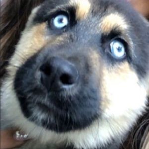 Meet your Posher, Alexa